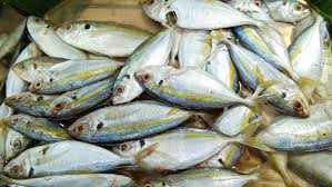 mackerel